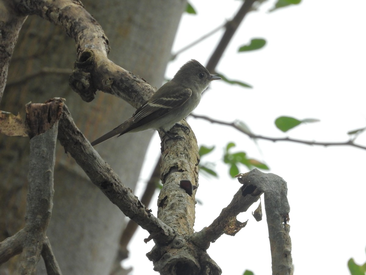 Eastern Wood-Pewee - ML645962196
