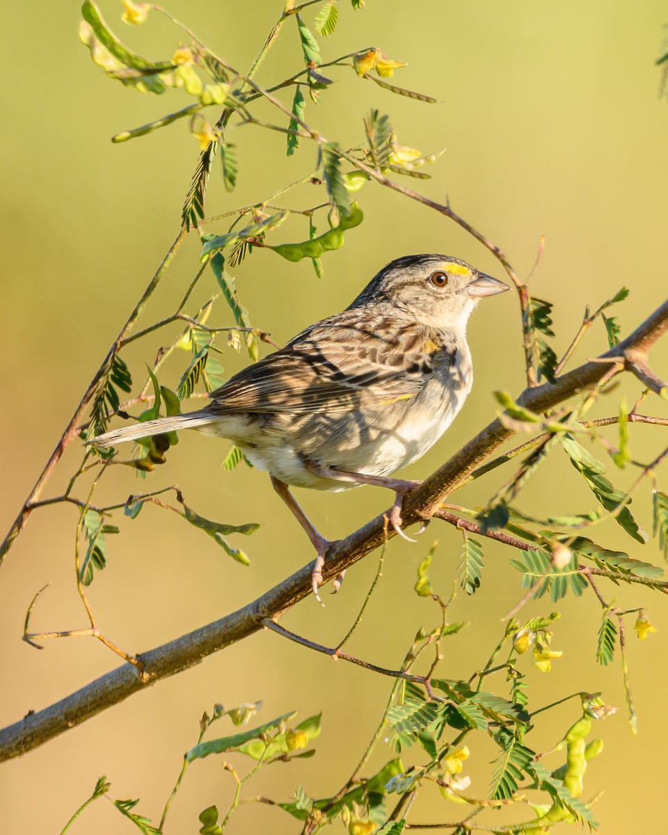 Grassland Sparrow - ML645962198