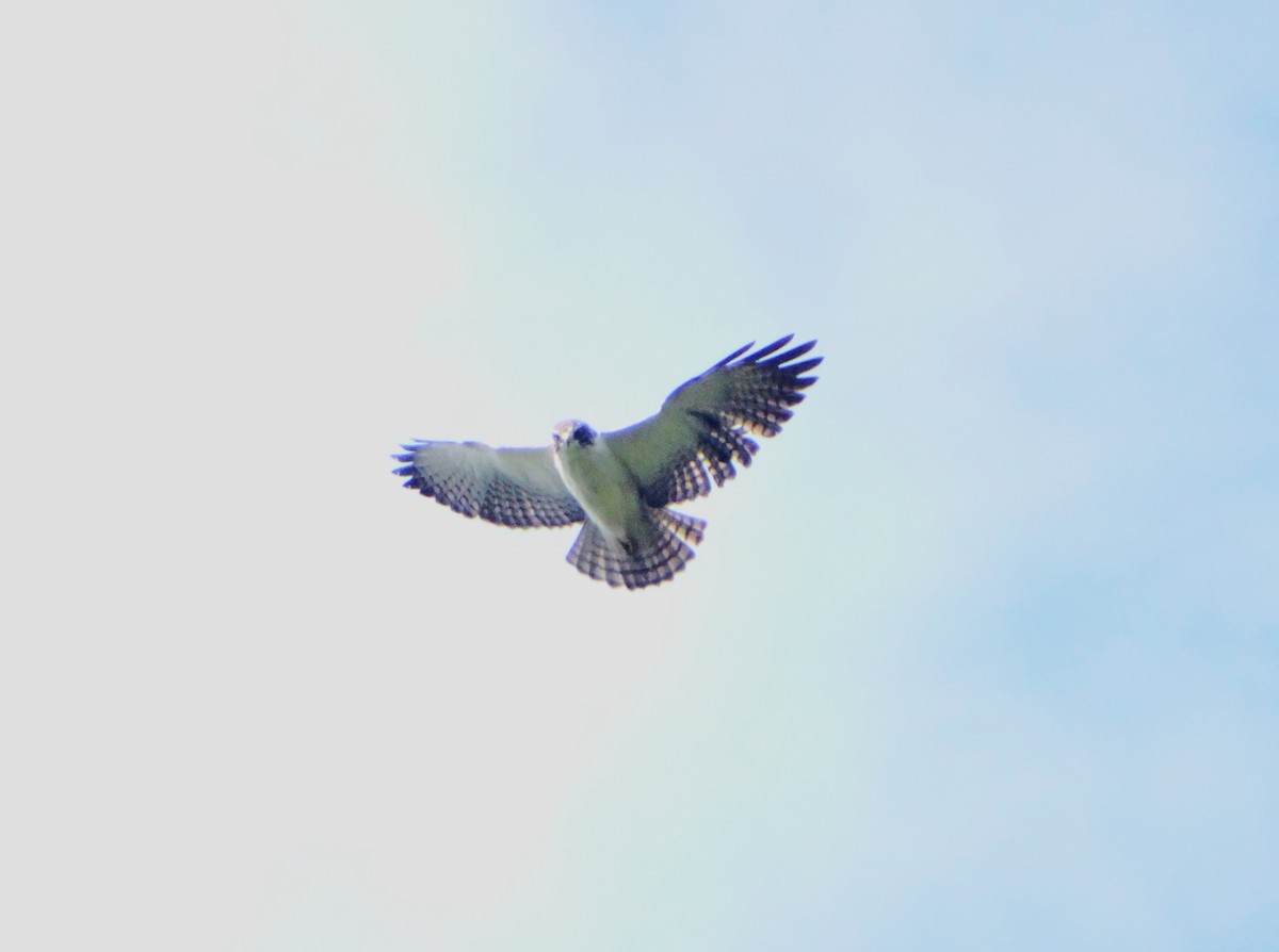 Short-tailed Hawk - ML645962199