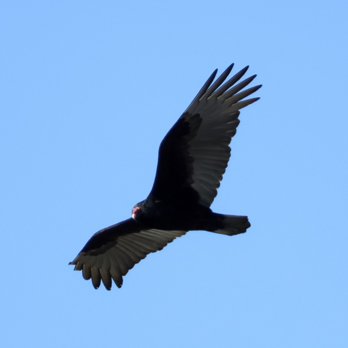 Turkey Vulture - ML645962200
