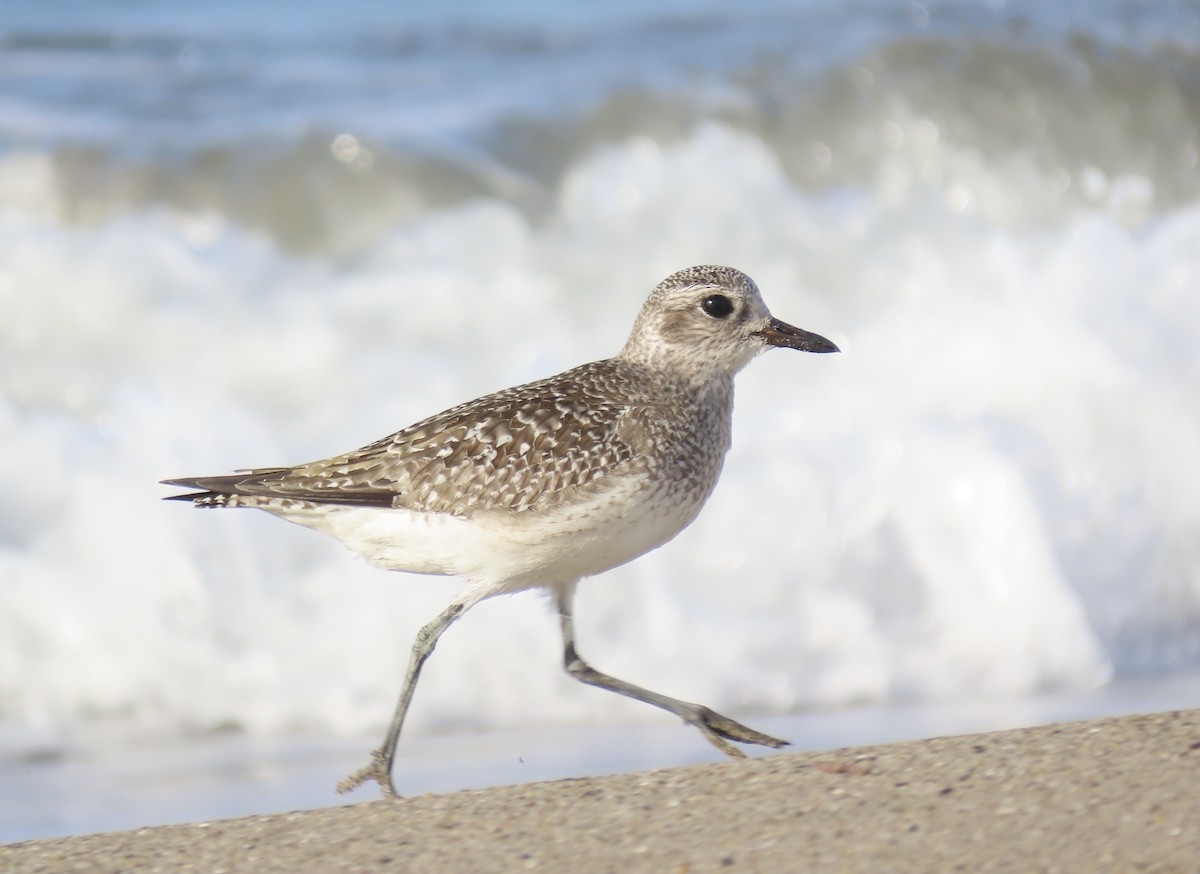 Black-bellied Plover - ML645962201