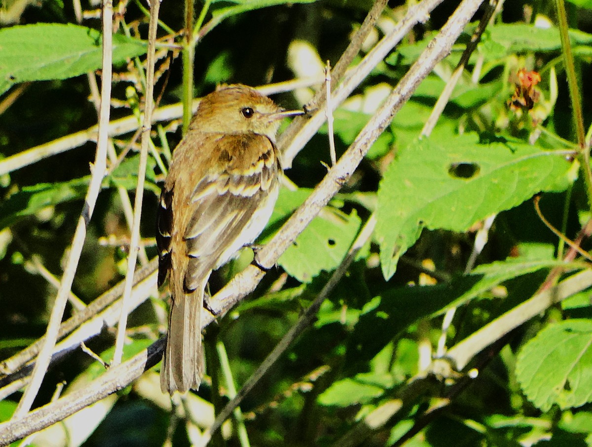 Bran-colored Flycatcher - ML645962202