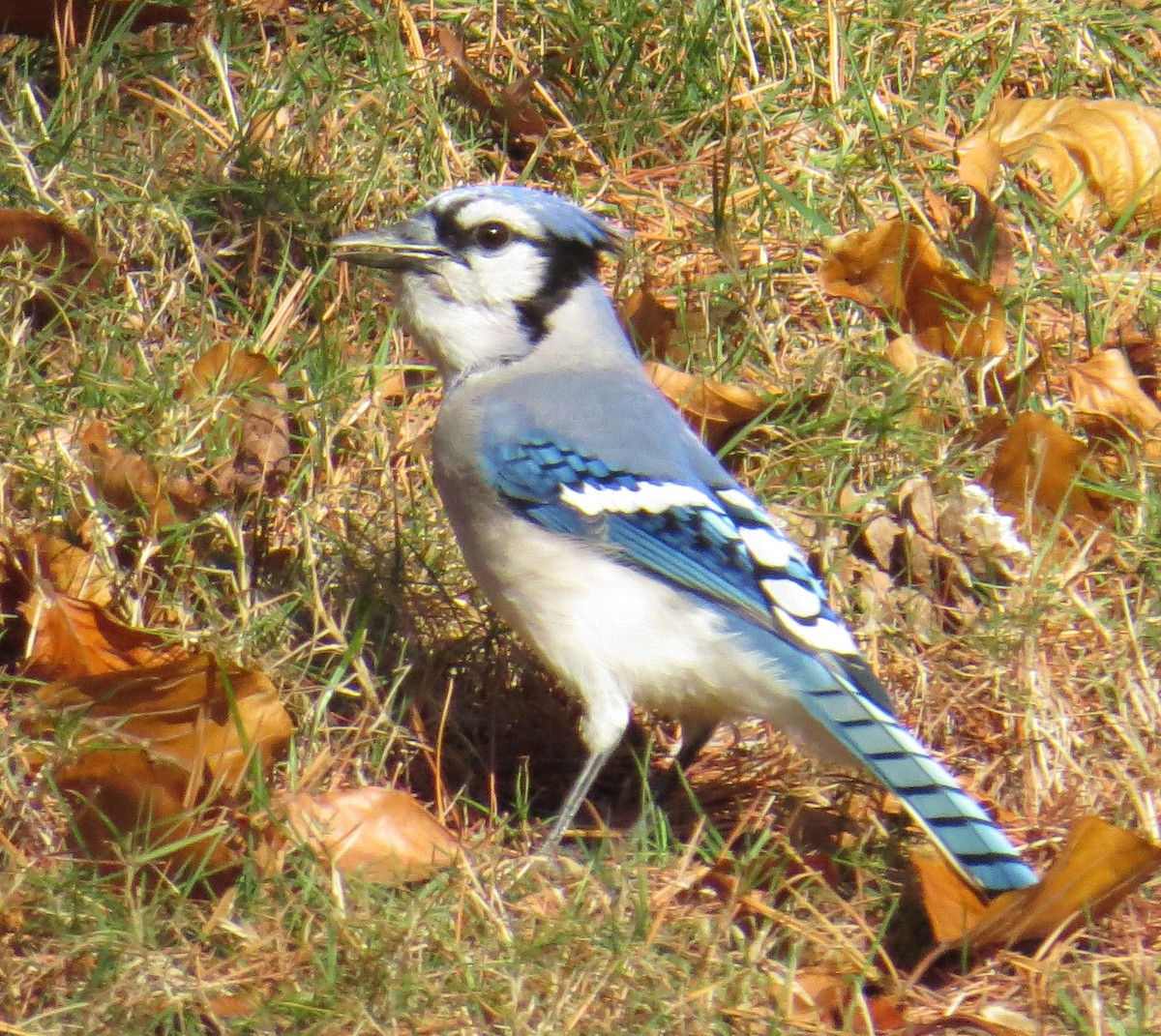 Blue Jay - ML645962203
