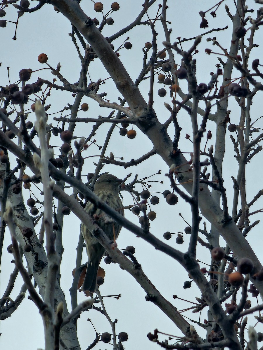 Pine Siskin - ML645962204