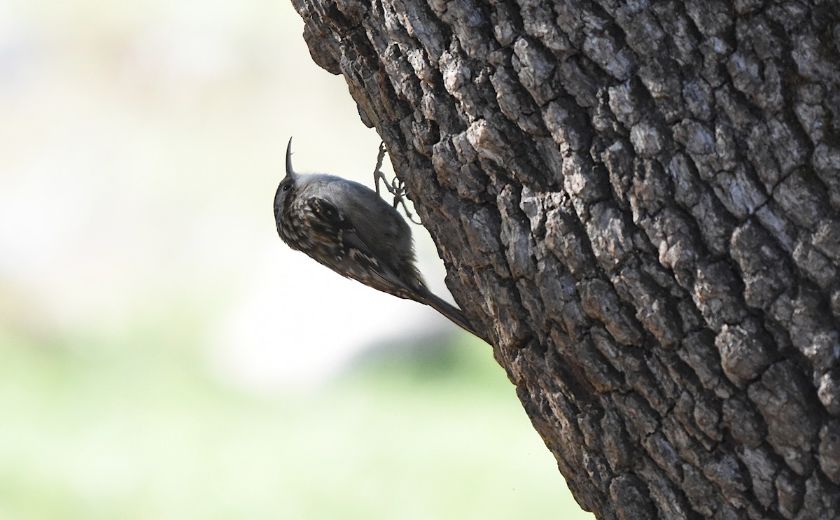 Short-toed Treecreeper - ML645962205