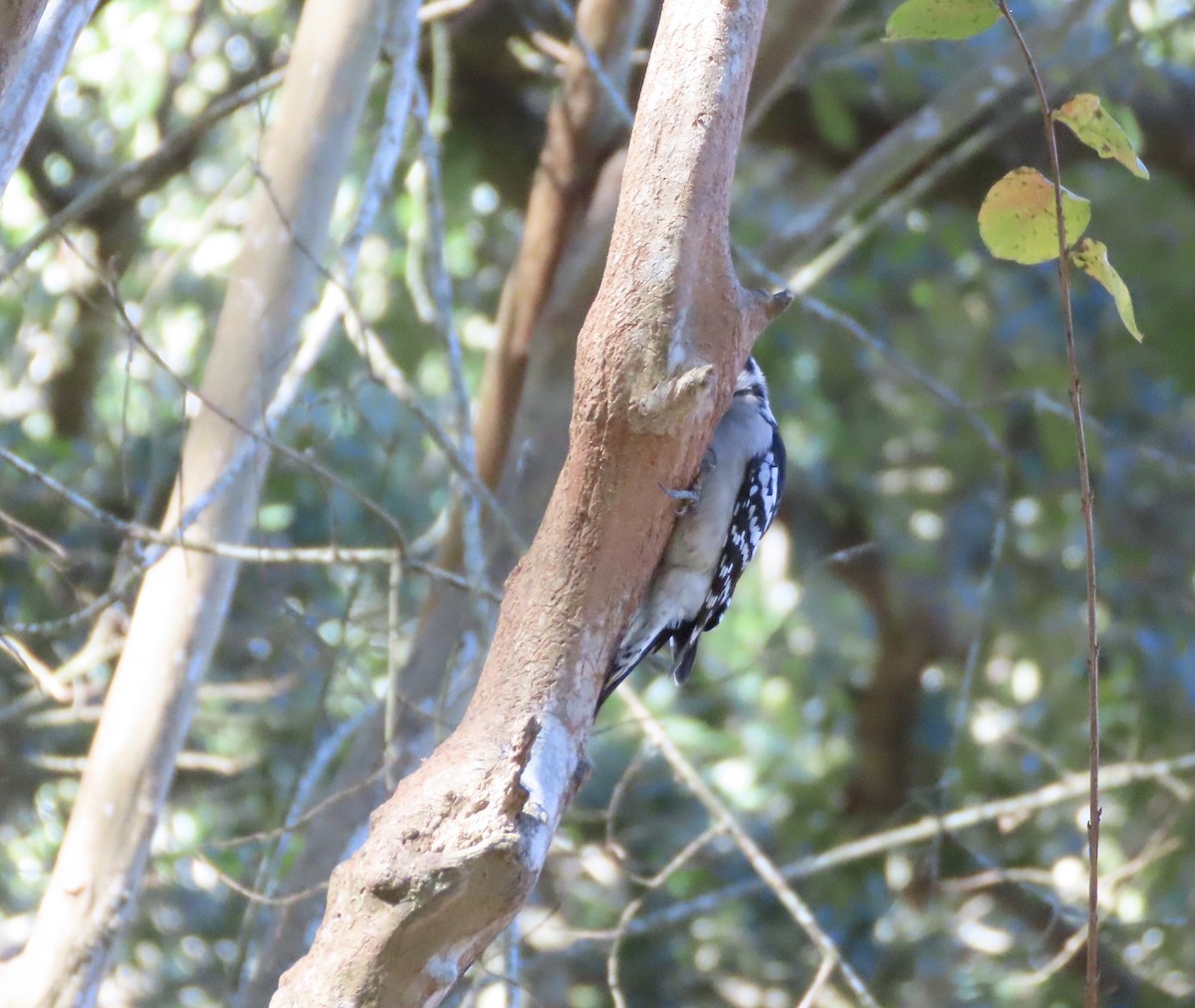 Downy Woodpecker - ML645962206