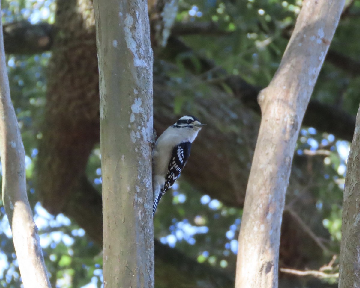 Downy Woodpecker - ML645962207