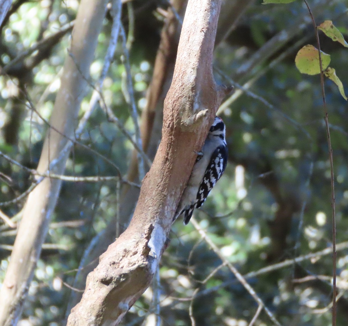 Downy Woodpecker - ML645962208