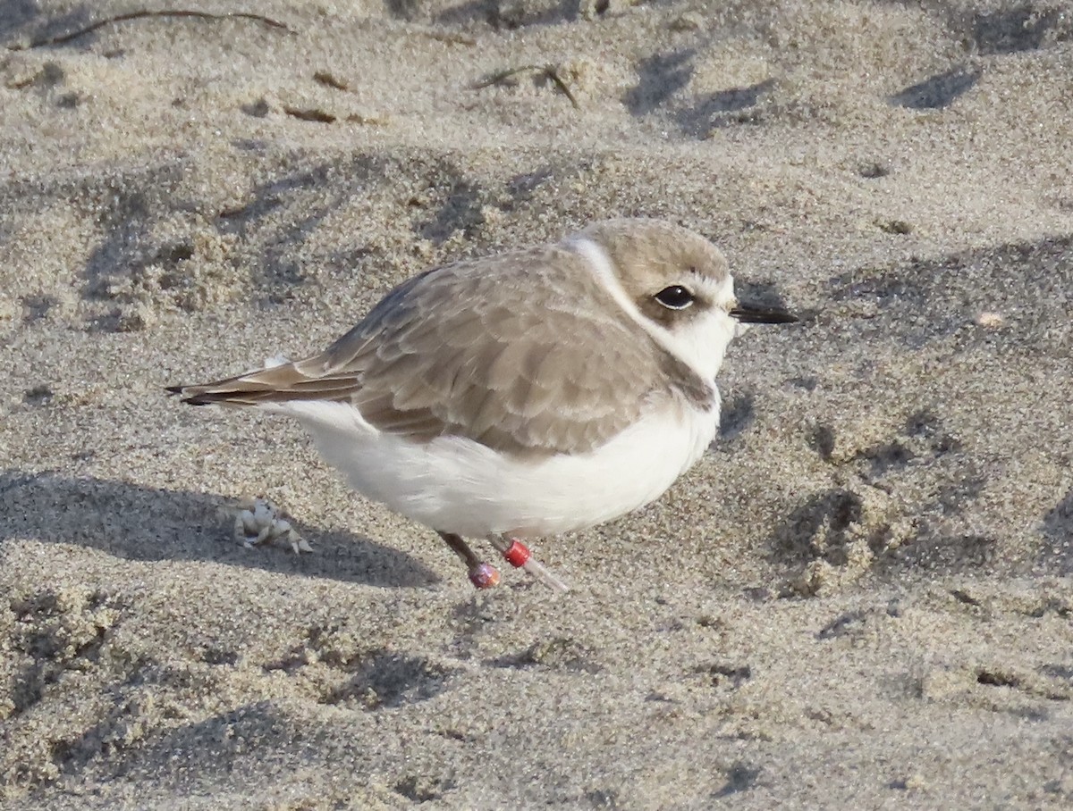 Snowy Plover - ML645962209