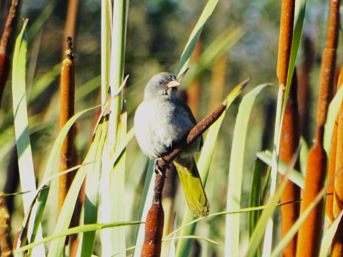 Great Pampa-Finch - ML645962210