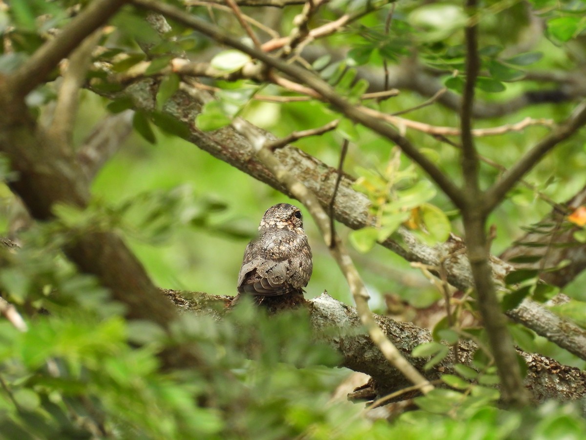 Lesser Nighthawk - ML645962514