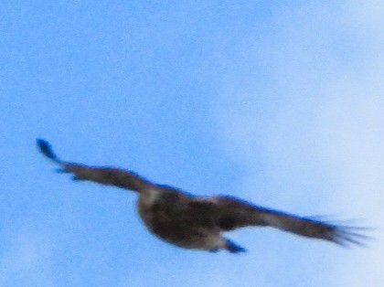 Cooper's Hawk - ML645962576