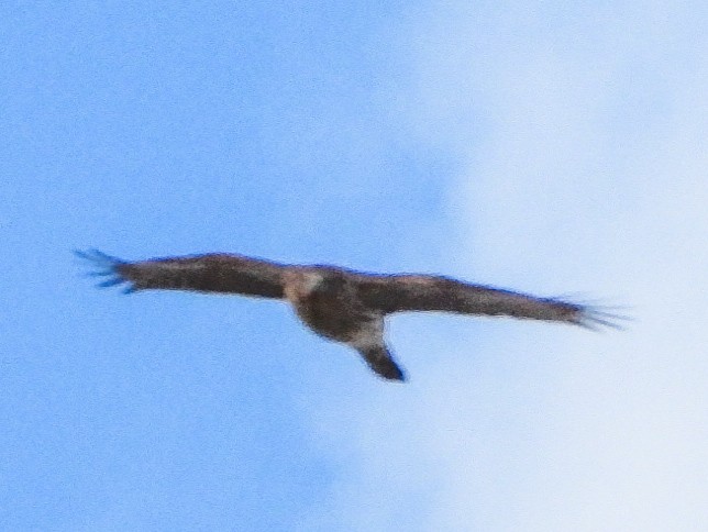 Cooper's Hawk - ML645962577