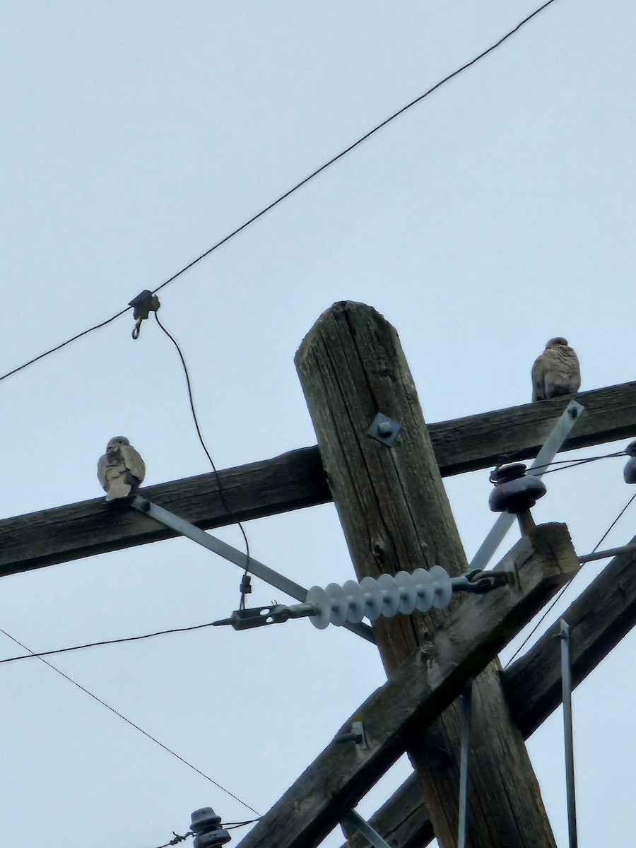 Буулгат хүүрзгэнэ - ML645962880