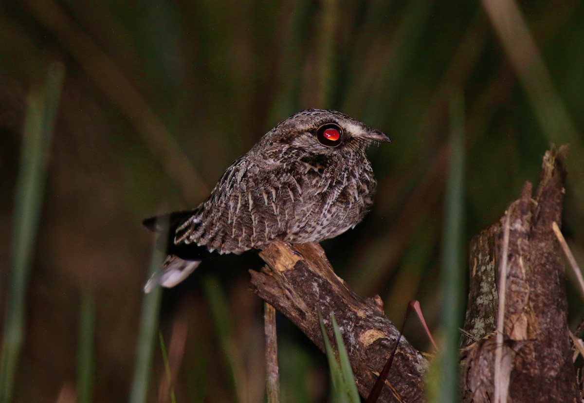Sickle-winged Nightjar - ML645962882