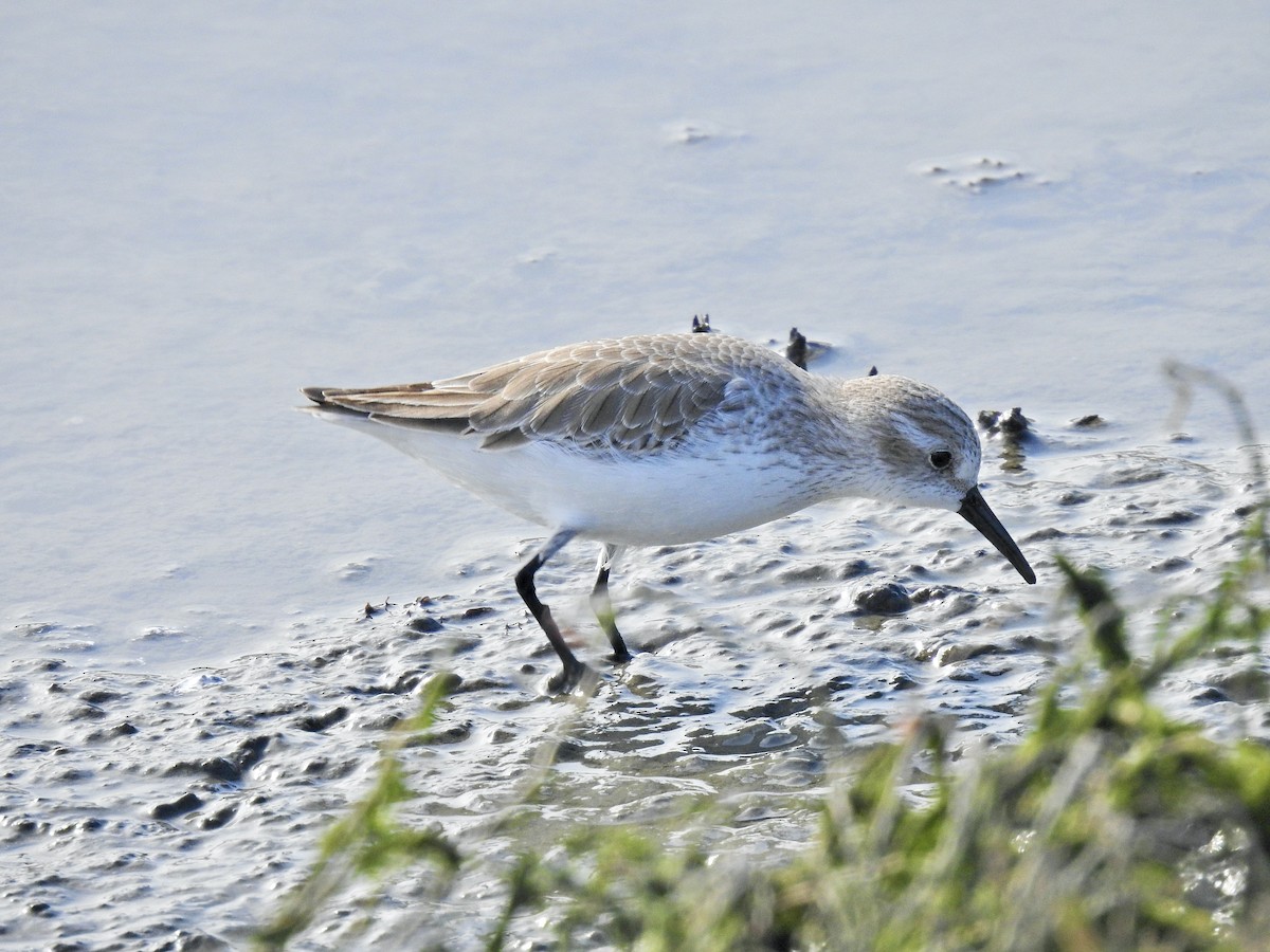 Побережник аляскинський - ML645962905