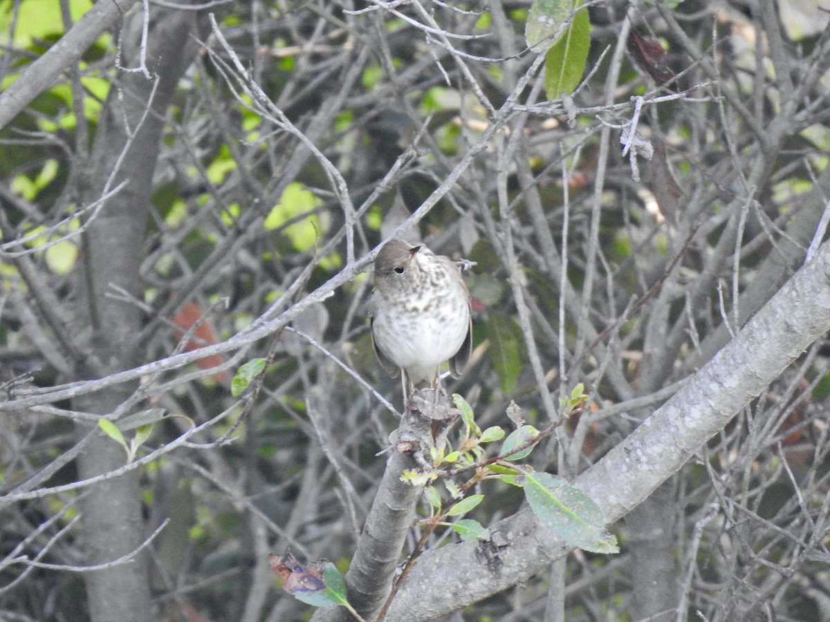 Дрізд-короткодзьоб плямистоволий - ML645963026