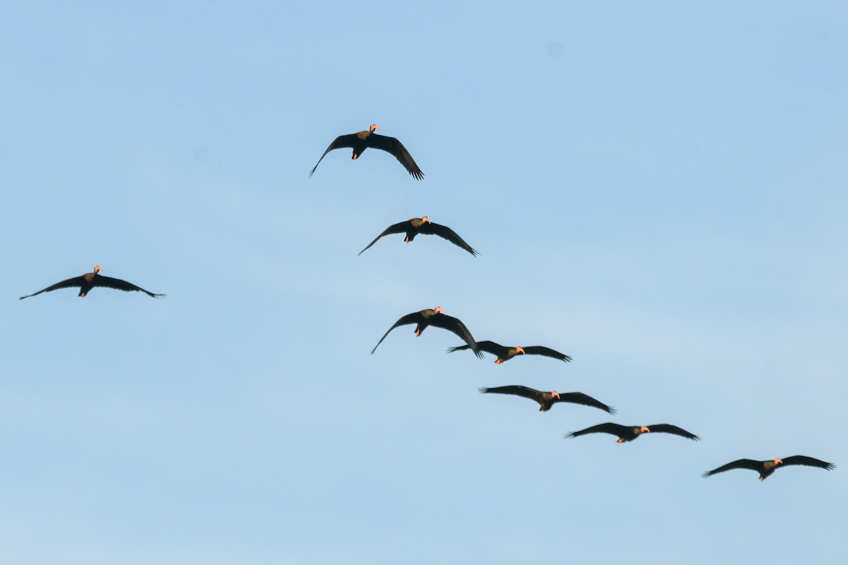 Ibis Afeitado - ML645963266