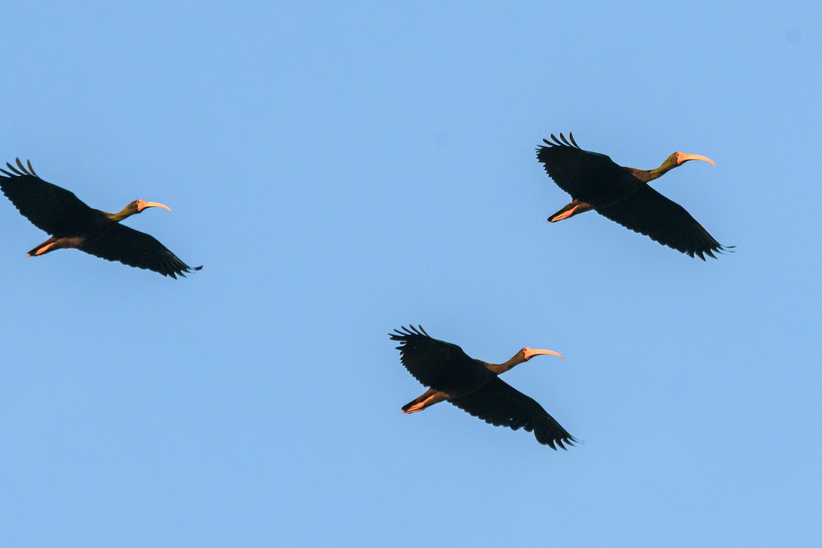 Ibis Afeitado - ML645963272