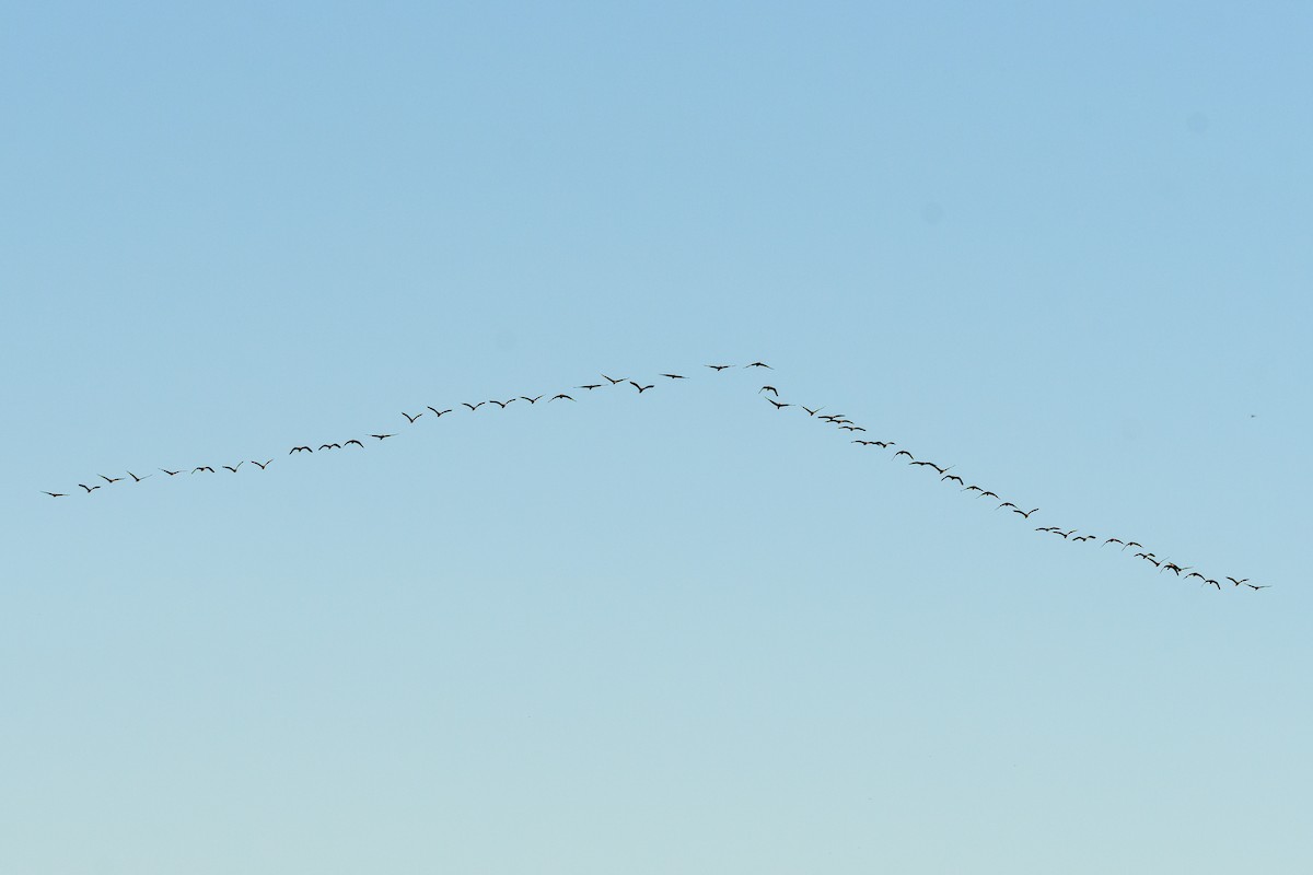 Ibis Afeitado - ML645963275