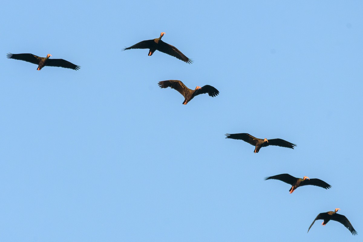 Ibis Afeitado - ML645963279