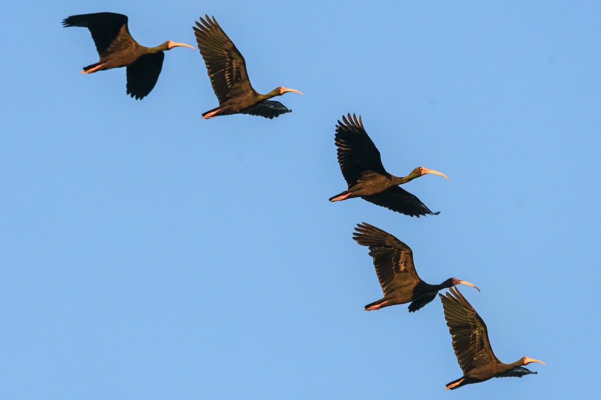 Ibis Afeitado - ML645963286