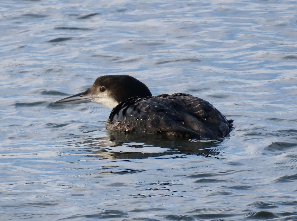 Common Loon - ML645963298
