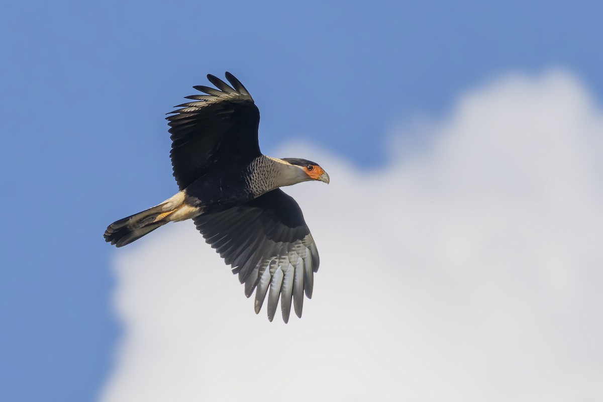 Crested Caracara - ML645963441