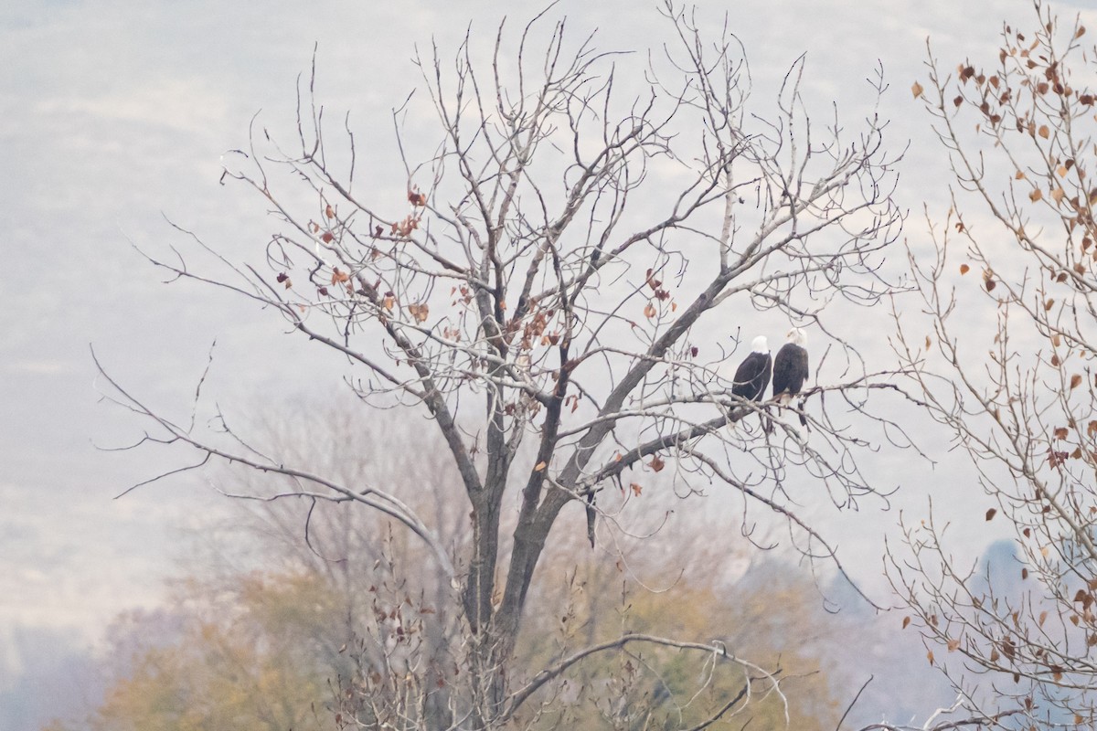 עיטם לבן-ראש - ML645963471