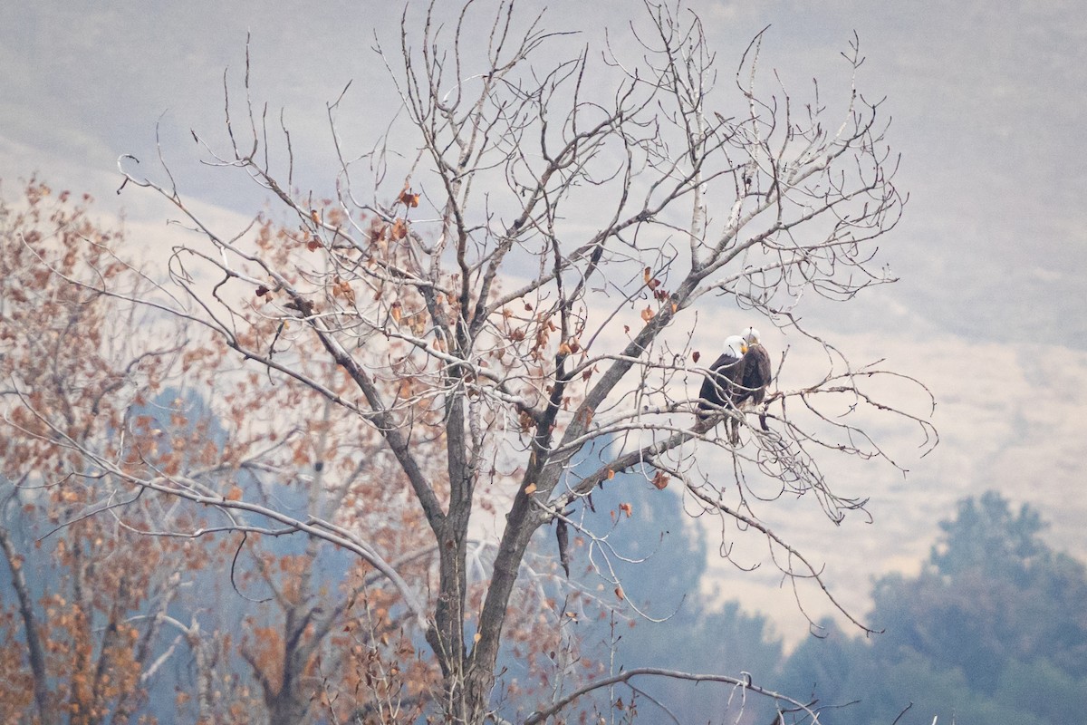 עיטם לבן-ראש - ML645963474