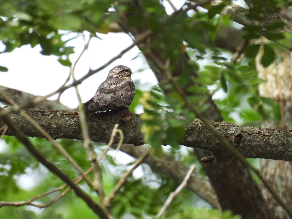 Lesser Nighthawk - ML645963483