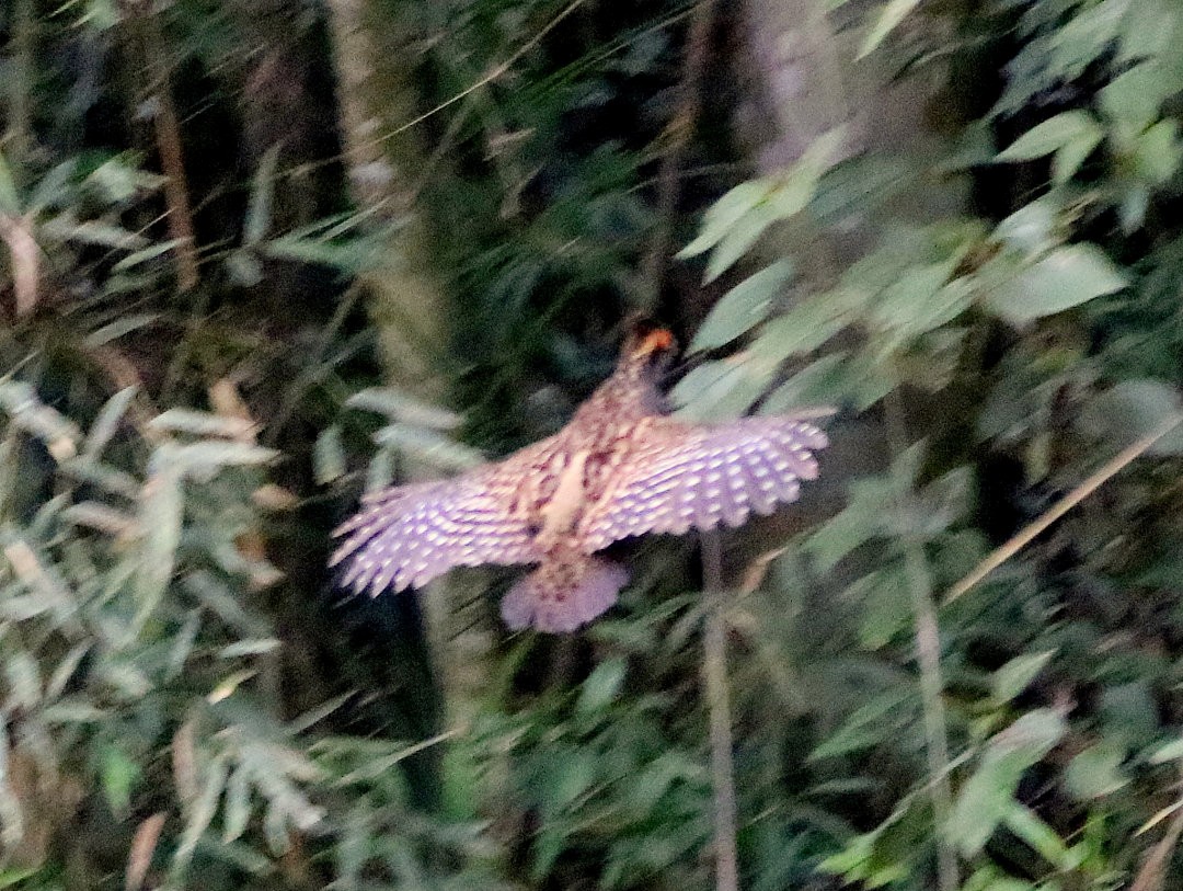 Spot-winged Wood-Quail - ML645963494