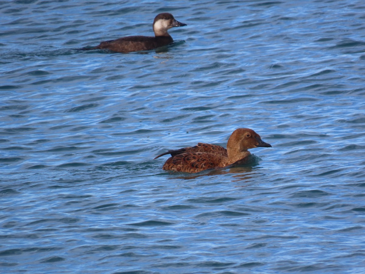Black Scoter - ML645963497