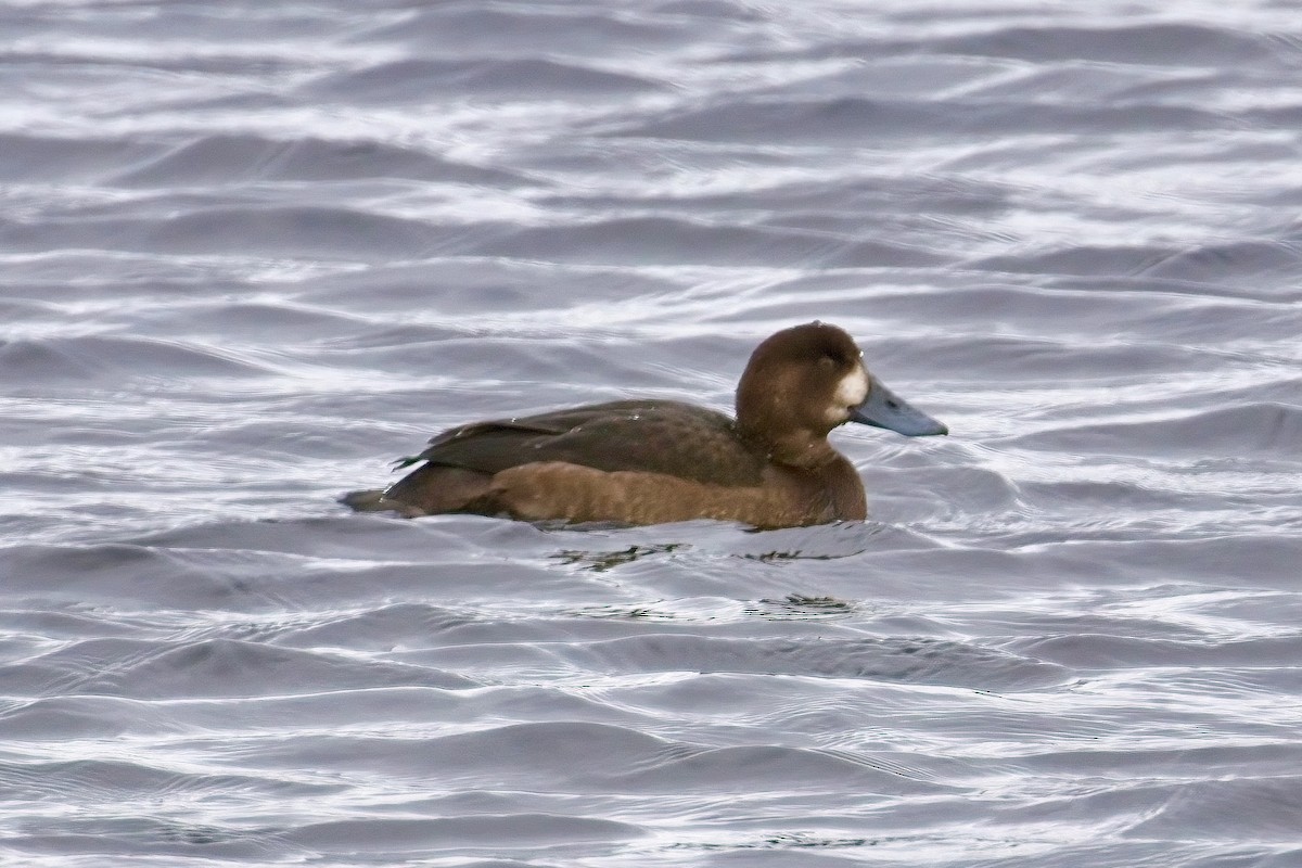 Moretta grigia - ML645963498