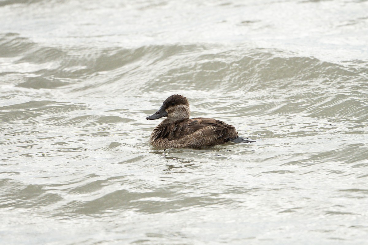 Schwarzkopf-Ruderente - ML645963502