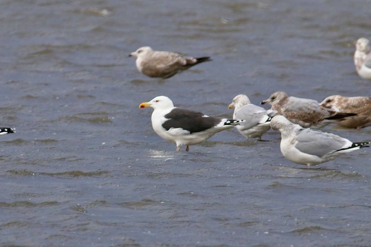 Mugnaiaccio - ML645963503