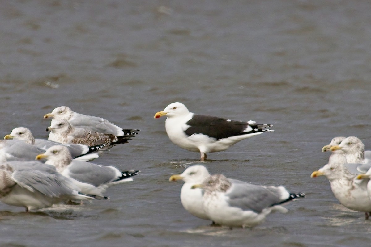 Mugnaiaccio - ML645963504