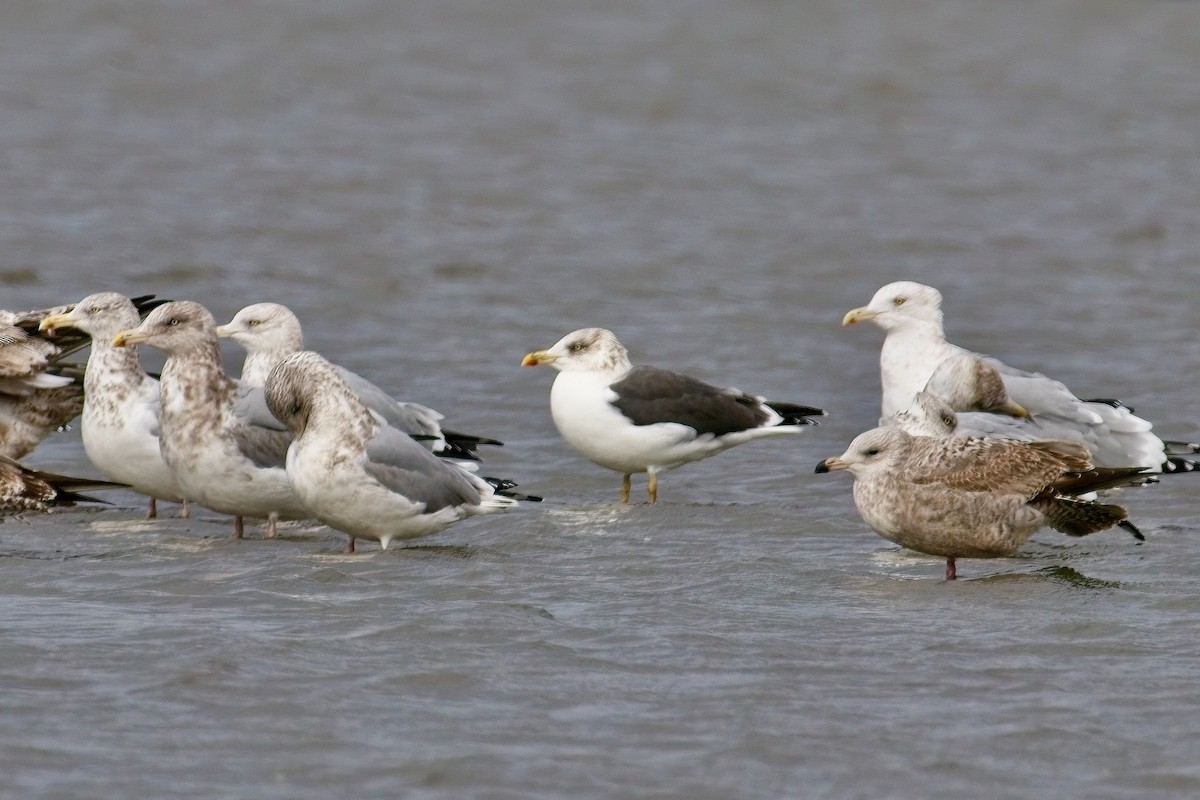 Zafferano - ML645963508