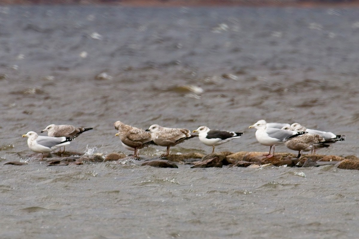 Zafferano - ML645963510