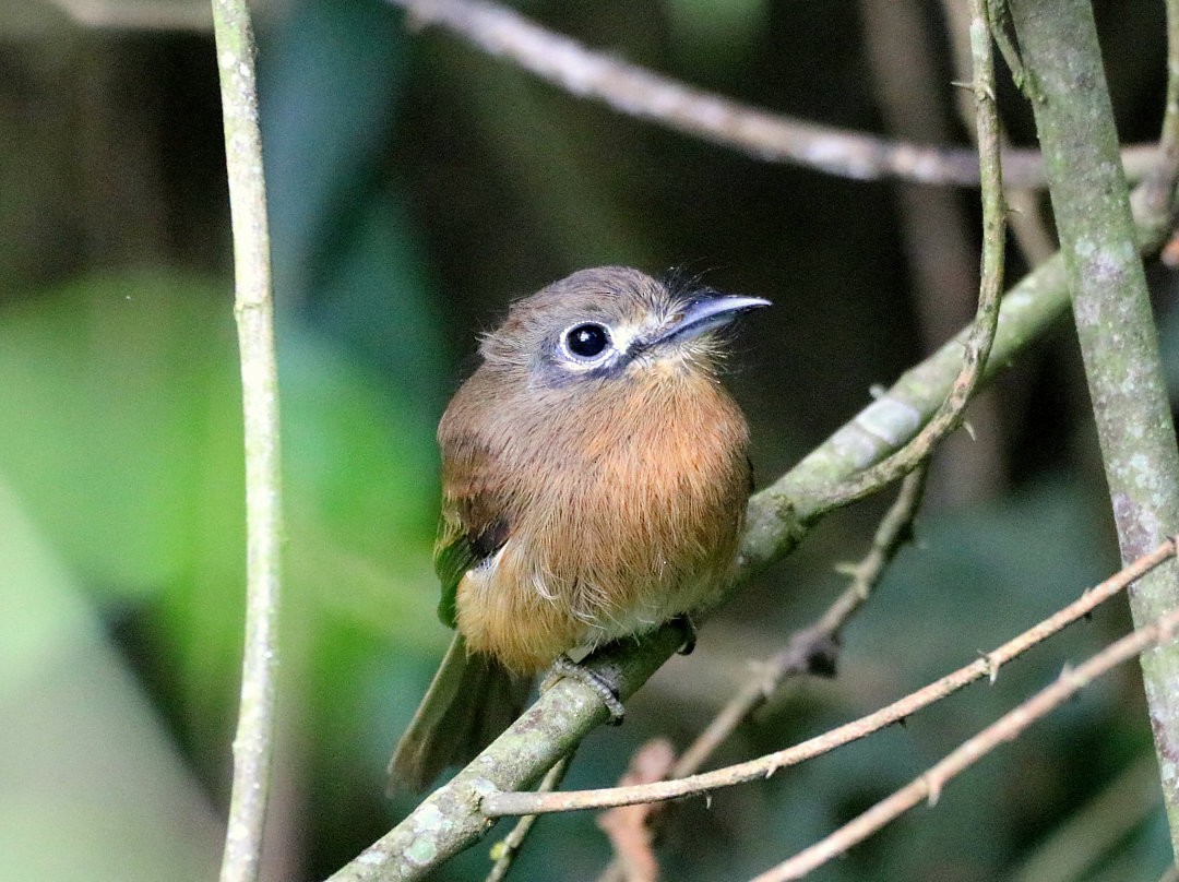 Рыжеватая ленивка - ML645963511