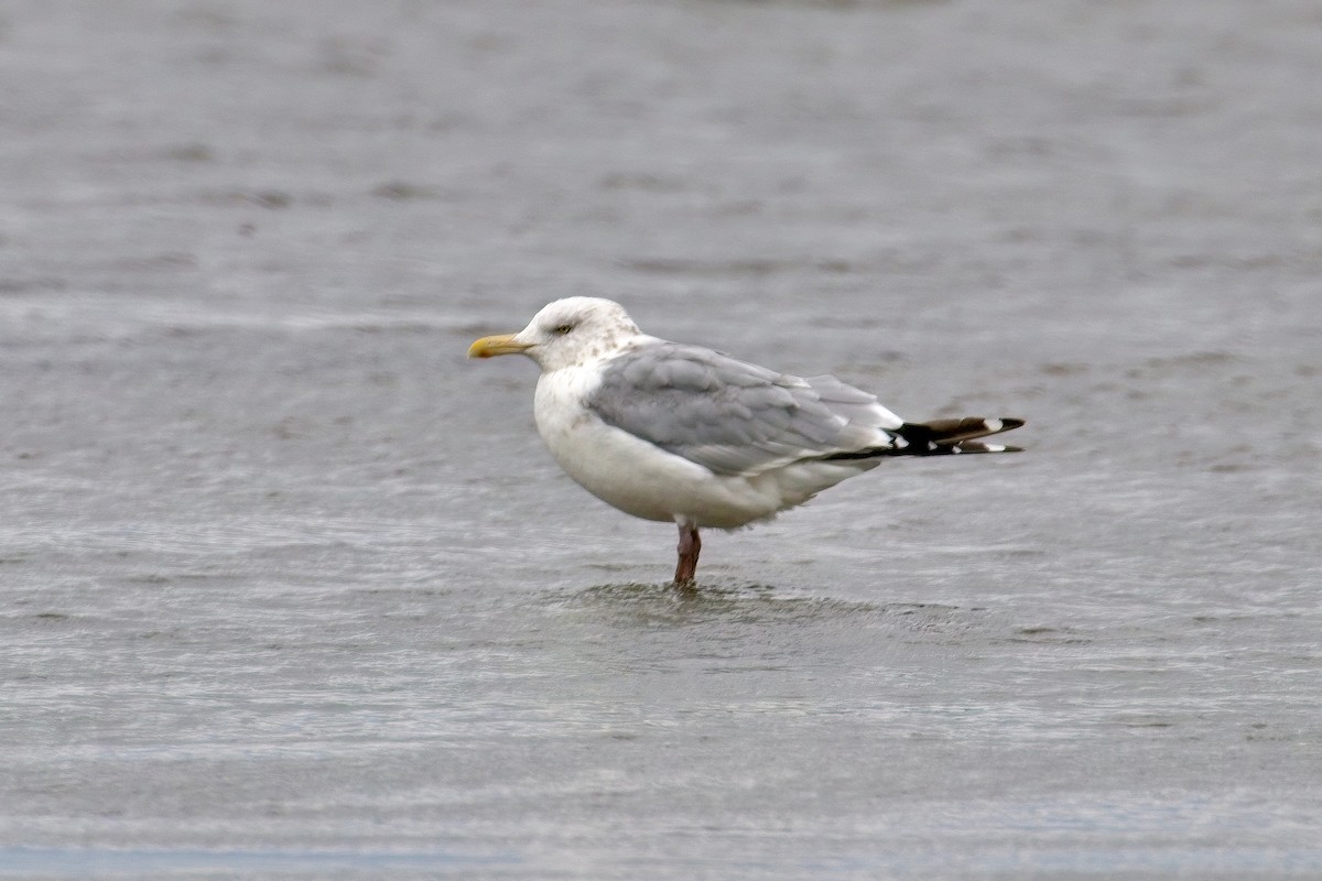 American Herring Gull - ML645963514