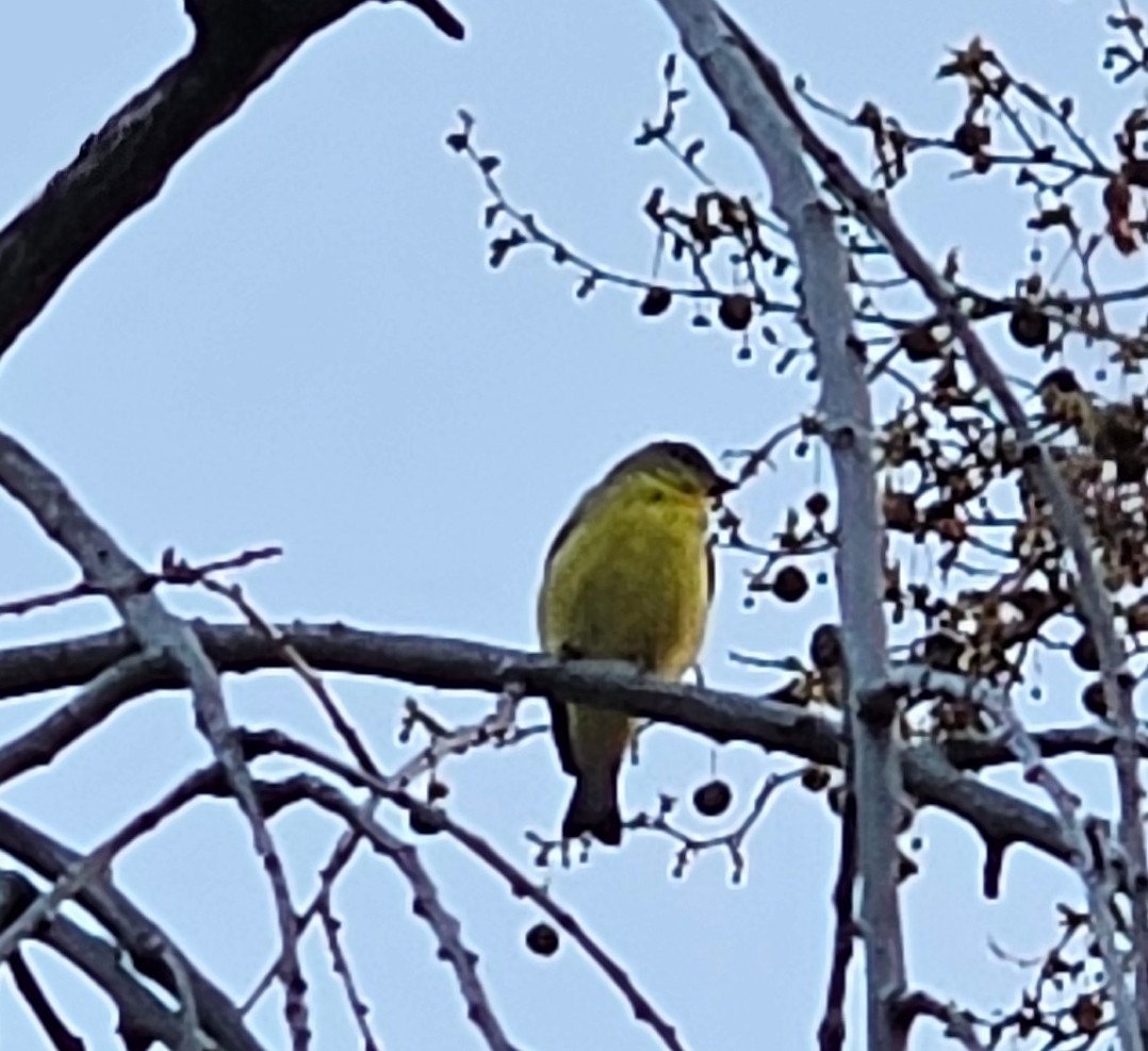Lesser Goldfinch - ML645963516