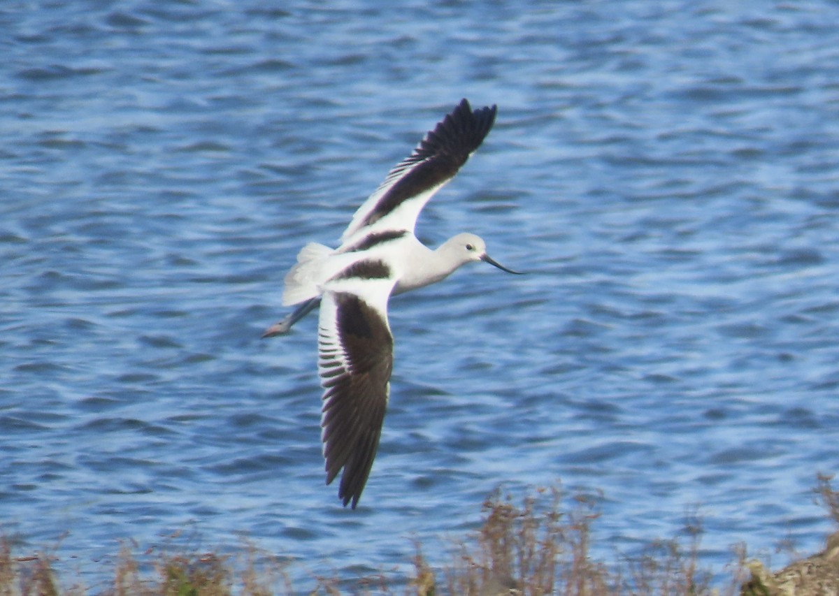American Avocet - ML645963524