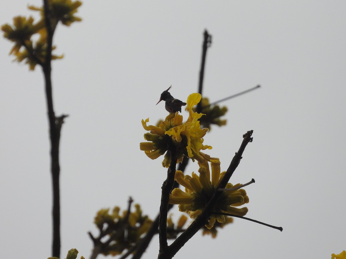 Rufous-crested Coquette - ML645963526