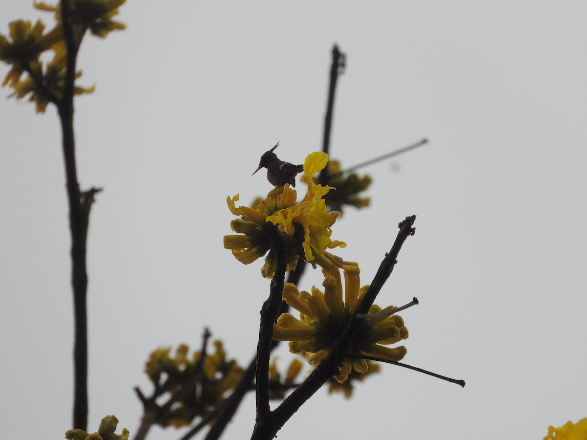 Rufous-crested Coquette - ML645963527