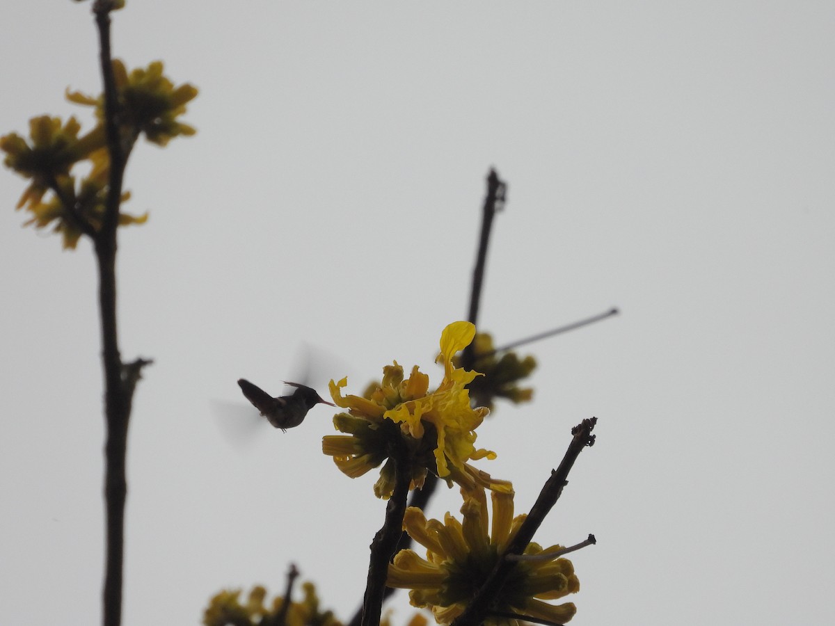 Rufous-crested Coquette - ML645963528