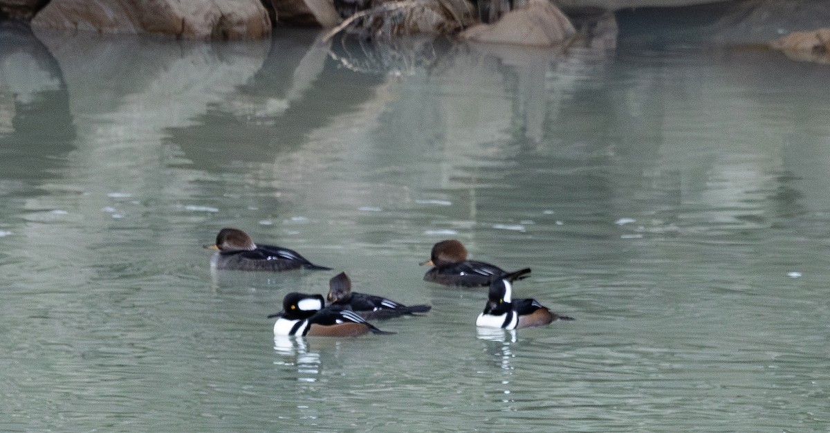 Hooded Merganser - ML645963529