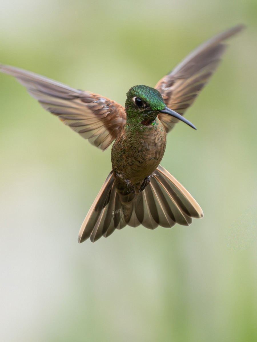 チャムネテリハチドリ - ML645963535