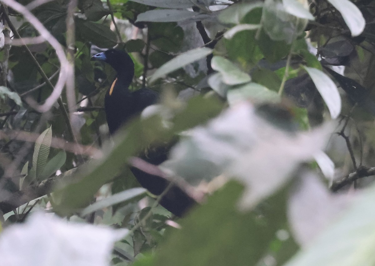 Wattled Guan - ML645963538