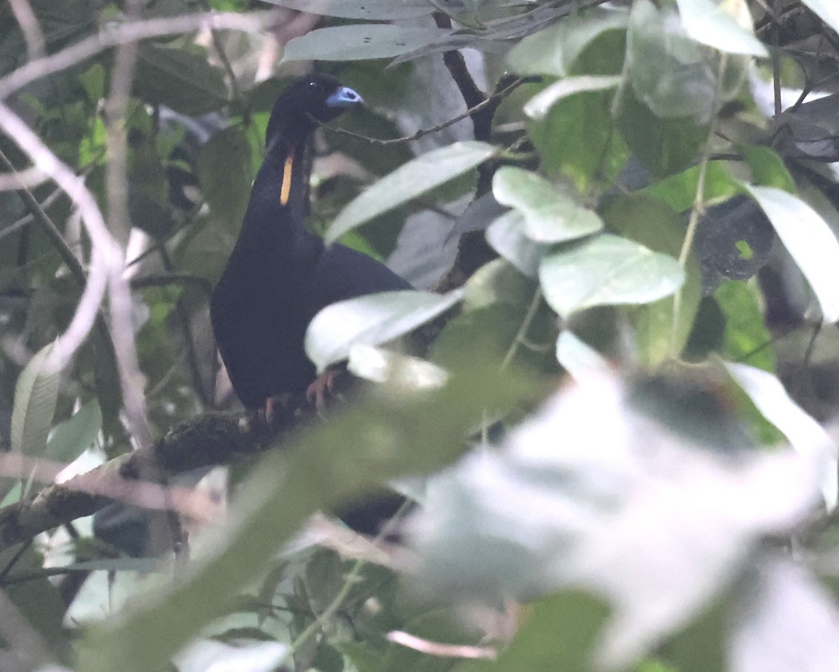 Wattled Guan - ML645963539